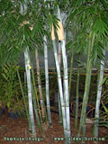 Bambusa chungii culm bases