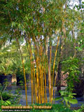 Bambusa eutuldoides 'Viridivittata'