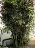 Seabreeze Bamboo