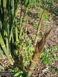 Bamboo textilis