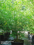 Bambusa multiplex 'Green hedge' 30 gallon size