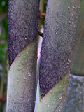 Dendrocalamus minor Amoenus culm sheath hairs