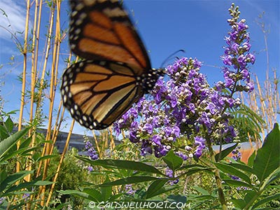 Monarch Butterfly flying around Chast Tree Flowers