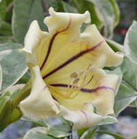 Solandra maxima variegata