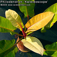Philodendron 'Kaleidoscope'