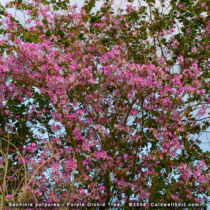 Fresh 3 seeds Kepsia arborea RARE Fragrant Flowering Tree Wild M240 