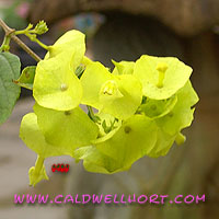 Holmskioldia sanguinea 'Yellow'