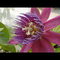 Passiflora citrina flower