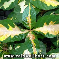 Graptophyllum-pictum-Aurea-Variegata