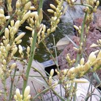 Hesperaloe parviflora Yucca