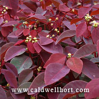 Euphorbia cotinifolia - Red spurge, Caribbean Copper Plant