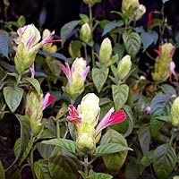 Shrimp Plant, food for Texas Crecent Butterfly