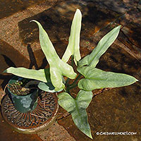 philodendron glaucophyllum